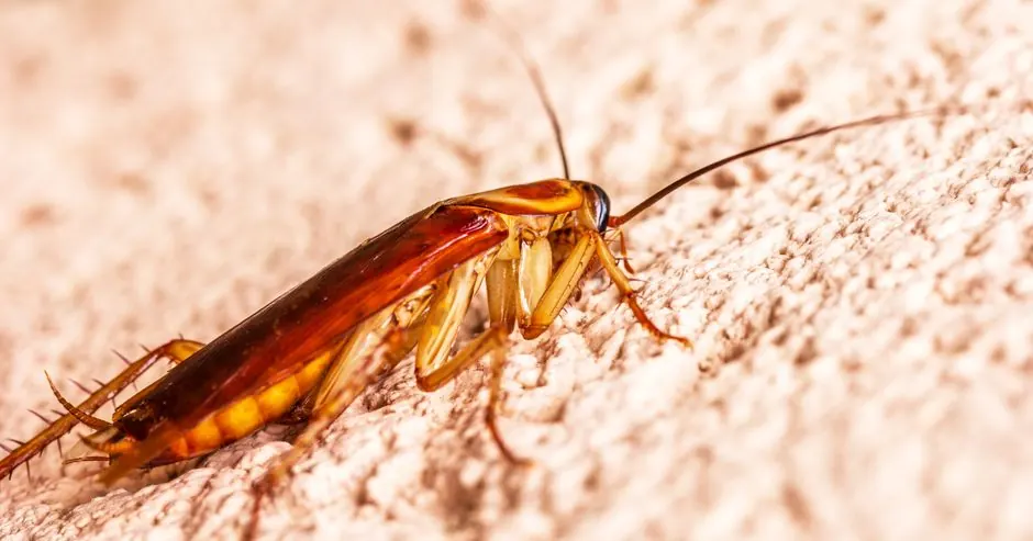 Ant Control