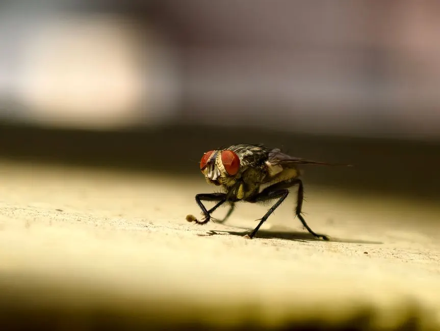 Ant Control