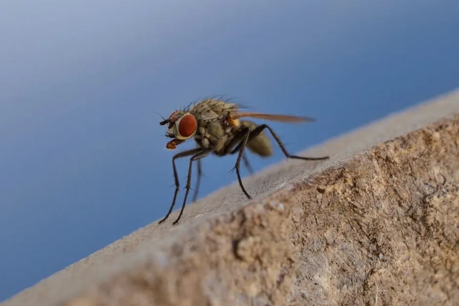 Dependable pest control across paramount, California