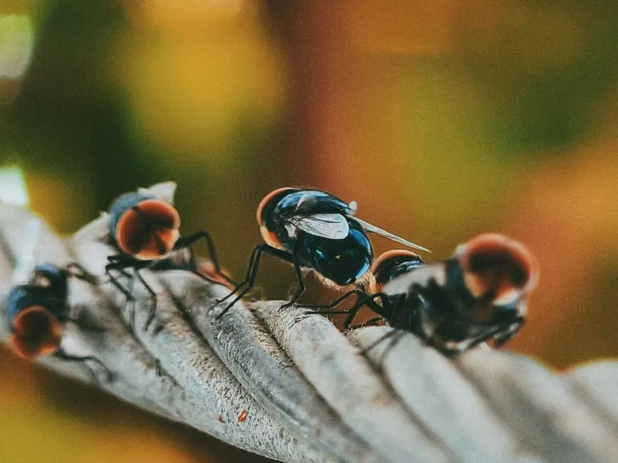 Insect Control in paramount, California