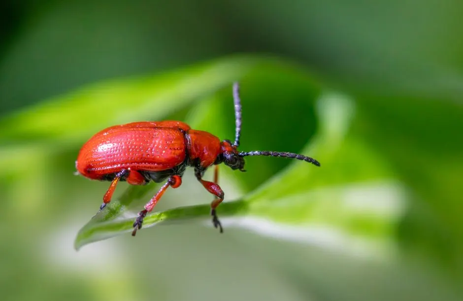 Tick Control