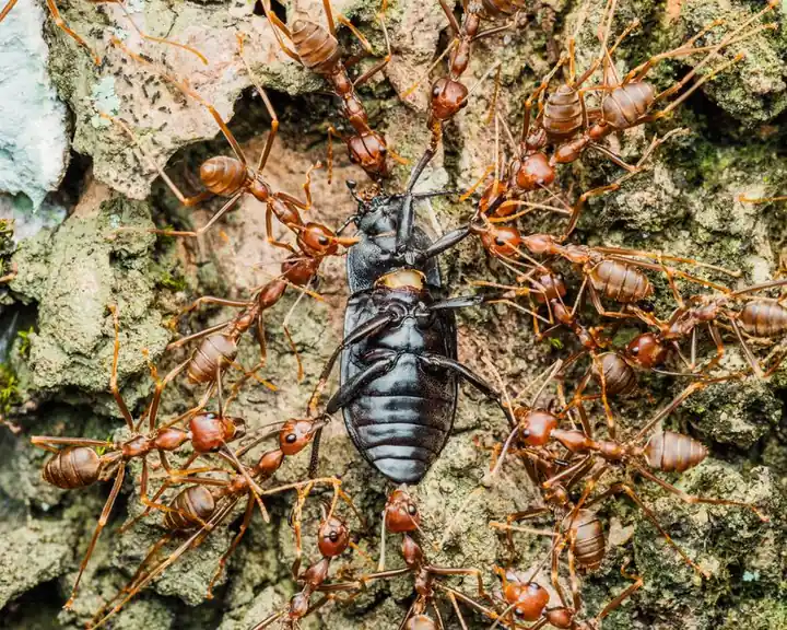 Pro Pest Control Paramount — pest control you can rely on