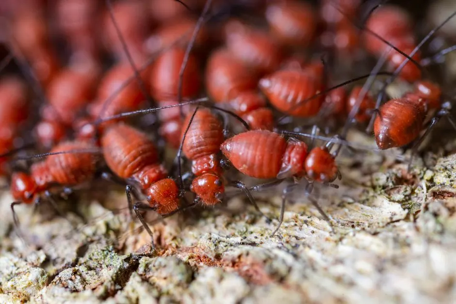 Pro Pest Control Paramount serving paramount, California
