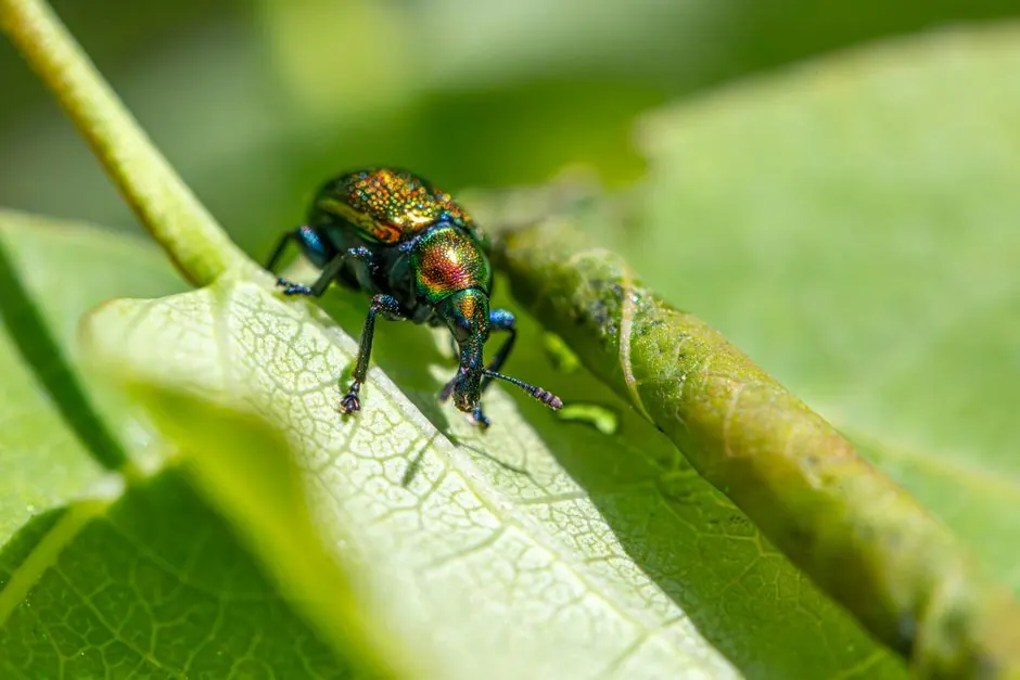 Pro Pest Control Paramount technician on site