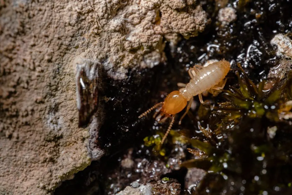 Pro Pest Control Paramount — your local pest control team