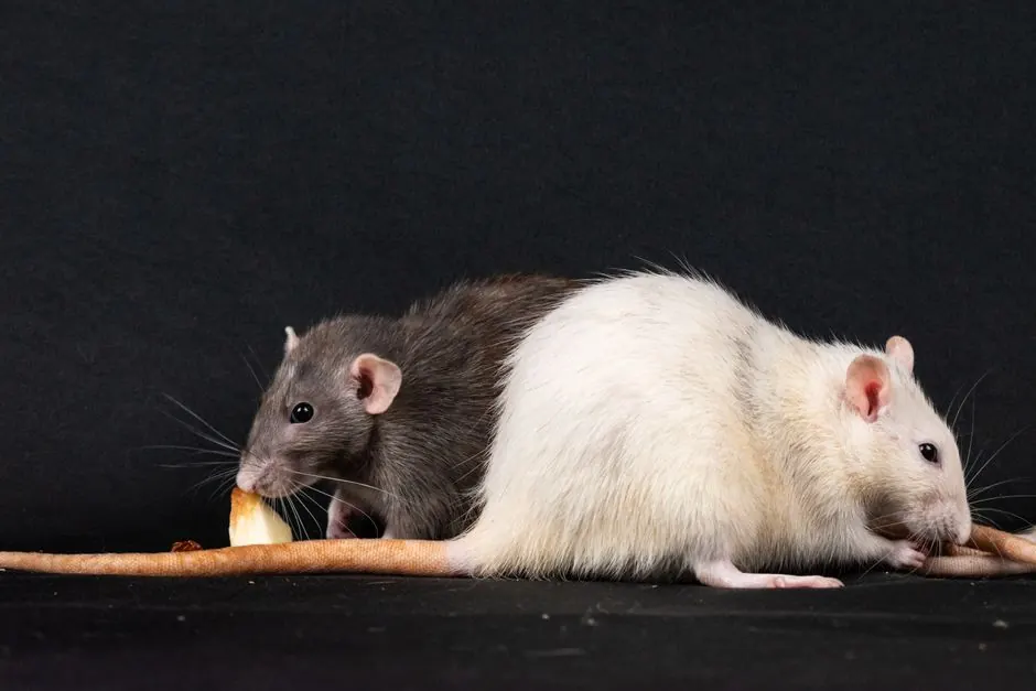 Pro Pest Control Paramount — your local pest control team