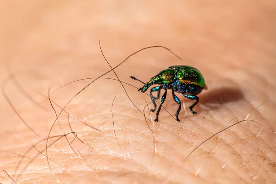 Fly Control