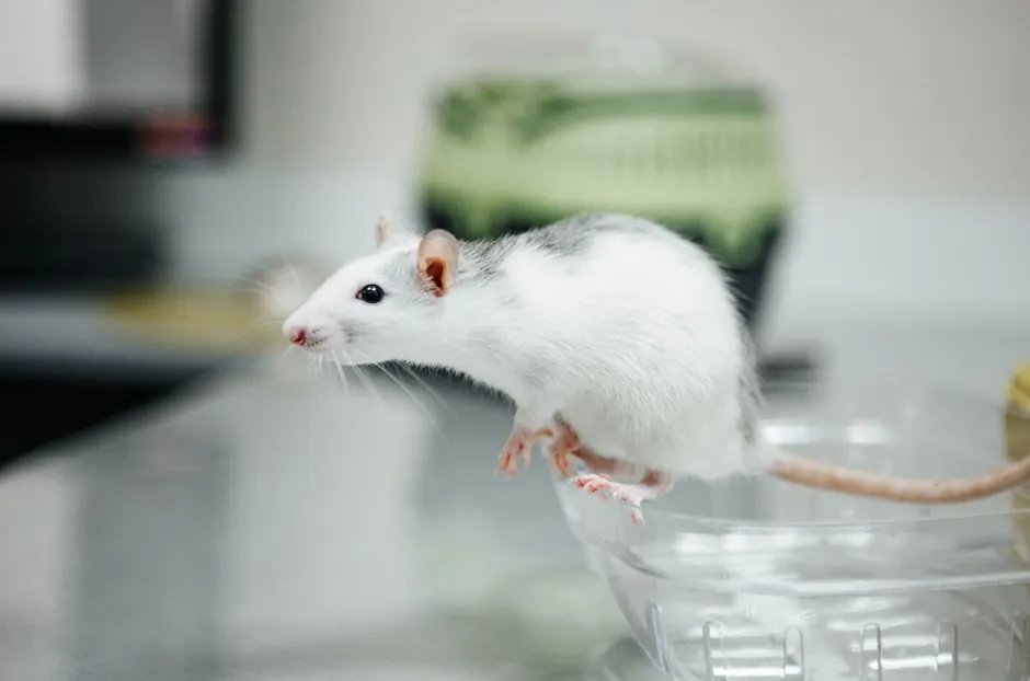Rodent Inspection