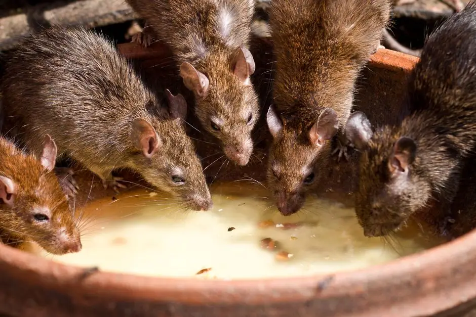Rodent Proofing