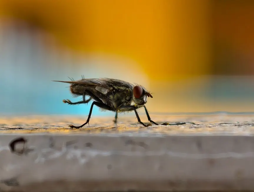 Fly Control