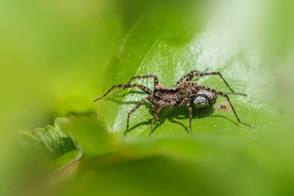 Spider Control